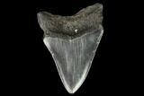 3.47" Fossil Megalodon Tooth - North Carolina - #129979-2